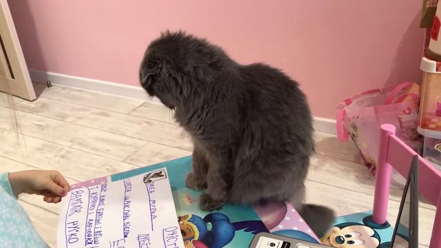 КОШКА МУРКА ПОЛУЧИЛА ПАСПОРТ! смотреть онлайн