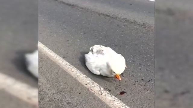 Сбитые гуси смотреть онлайн