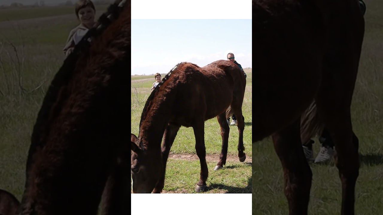 Танцы под гармонь. Дети пляшут#shorts смотреть онлайн