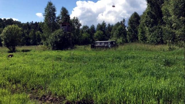 Подкормка кабана смотреть онлайн