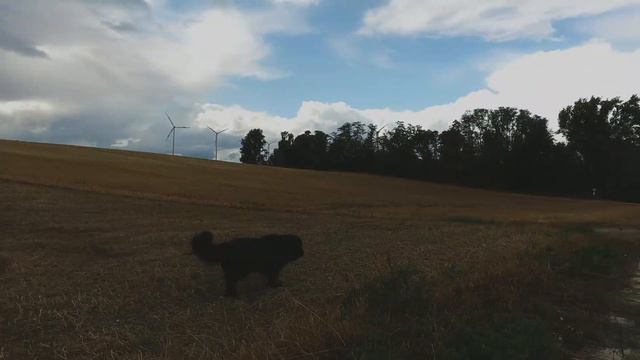 Lou & Mia out for a walk | DJI Osmo смотреть онлайн