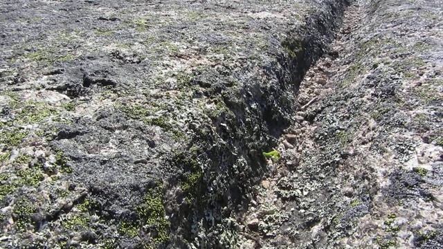 Зеленая гусеница смотреть онлайн