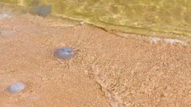 Какая опасная морская красавица. Впечатление от теплой воды сильно могут испортить огромные медузы.