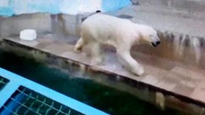 Новосибирский зоопарк - Веб-камера показывает белых медведей: мама Герда и дочь Шилка