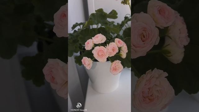 обзор пеларгонии на конец августа. По черенкам пишите на воцап 89516009040 смотреть онлайн