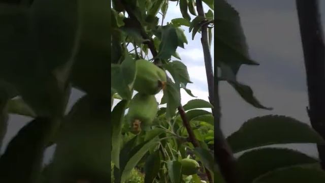 Синапы-чудо сорта смотреть онлайн