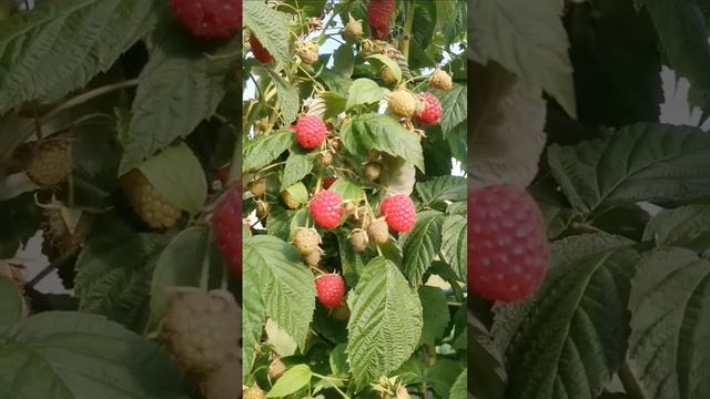 Дача как хобби. Ягода малина. смотреть онлайн