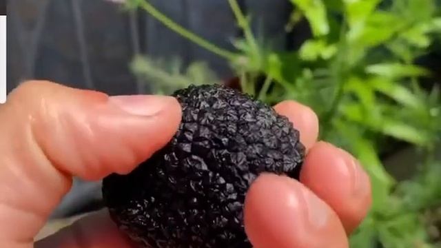 Грибы Чёрный Трюфель сезон 2021 #трюфель #грибы #грибочки #садоводство #veganfood #vegan смотреть онлайн