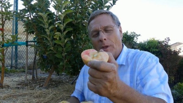 Pink Pearl Apple | NatureHills.com