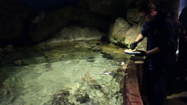 Кормление кошачьих акул / Bamboo shark feeding смотреть онлайн