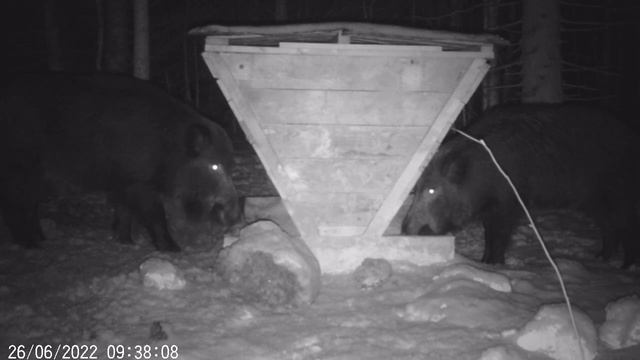 Кабаны на кормушке, гигантский кабан! смотреть онлайн