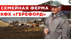 Семейная ферма КФХ ГЕРЕФОРД | Мясное и молочное животноводство | Разведение крупного рогатого скота