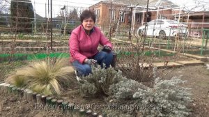 Обрезка сантолины весной .Когда Зачем Как