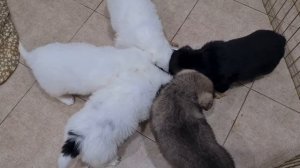 Кормим спасённых щенков