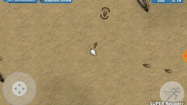 Крыса ест африканских лисиц! Tasty planet 4. смотреть онлайн