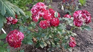 Ура ! Сорт розы определён. Миниатюрная роза Фаер Воркс . Rosa Fireworks .