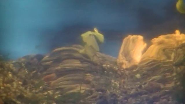 #Aquarium. Динамичный задний фон. Вариант1. смотреть онлайн