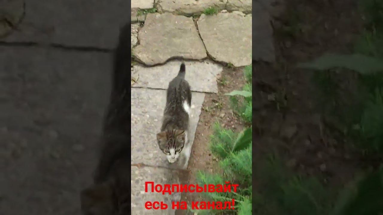 Котята исследуют территорию Барсика!(Барсик и котята!) смотреть онлайн