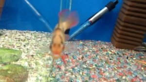 Апистограмма Рамирези - Аквариумная рыбка.