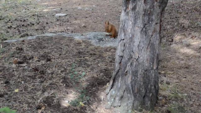 Белочка в лесу Каркаралинска смотреть онлайн