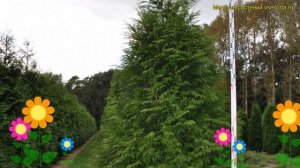 Туя складчатая Мартин. Краткий обзор, описание характеристик thuja plicata Martin