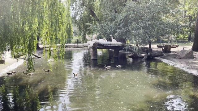 Vlog #48 Зоопарк в городе Дрезден. Где все Звери? Жизнь в Германии смотреть онлайн