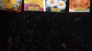 Выращивание хризантем из семян ( вырастить их очень просто )