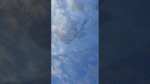 Аравия удивляет ⭐️❗️ | Почти как Николаевские, только с игрой | Голуби Катиф | حمائم الدول العربية