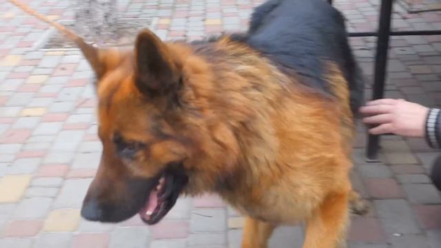 Граф. Немецкая овчарка 2 года. Graph. German Shepherd 2 years. смотреть онлайн