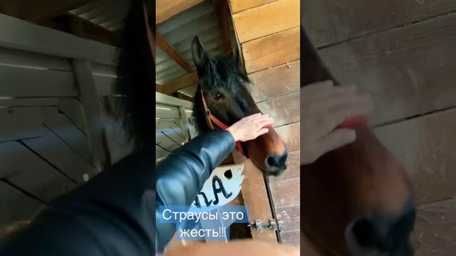 Деревня или город? В моём случае город! #деревня #ферма #животные #страусы смотреть онлайн