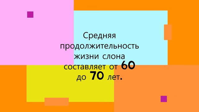 10 фактов о слоне смотреть онлайн
