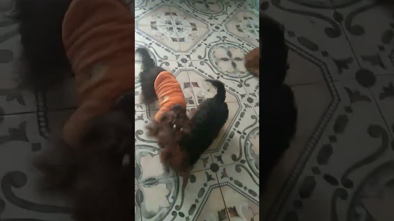 #собака #йоркшир #йорки #песель #йорик #йорктерьер #shortsdogs