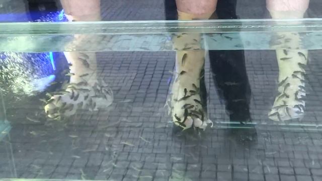 Очищение кожи на ногах, рыбками. Рыбий пилинг - очищение ороговевшей кожи смотреть онлайн