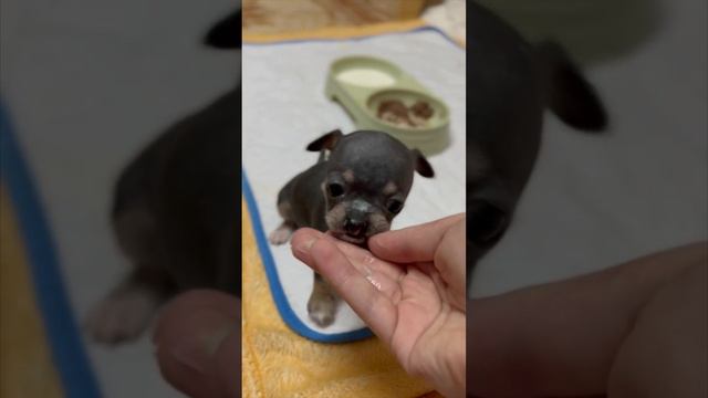 Как вырос щенок, которому не давали шансов на выживание🥺 #собака #чихуахуа #юмор #смешноевидео смотреть онлайн