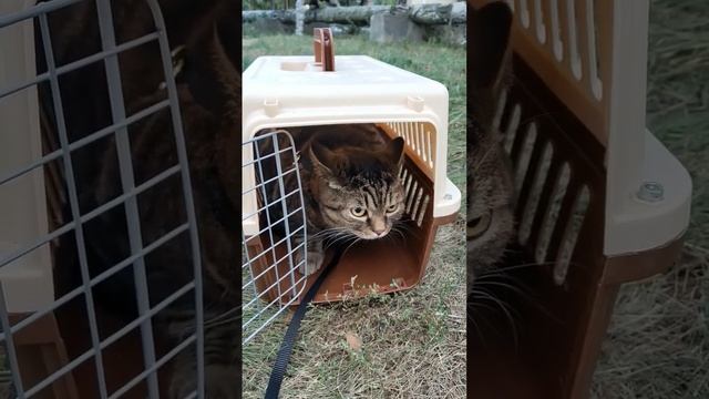 Сэмыч впервые на улице #котсэм смотреть онлайн