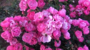 Буйное цветение роз. Роза АНГЕЛА (ANGELA) / питомник Роз Елены ИВАЩЕНКО