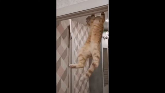 Кошка мечтала о крыльях ей хотелось попробовать летучих мышей