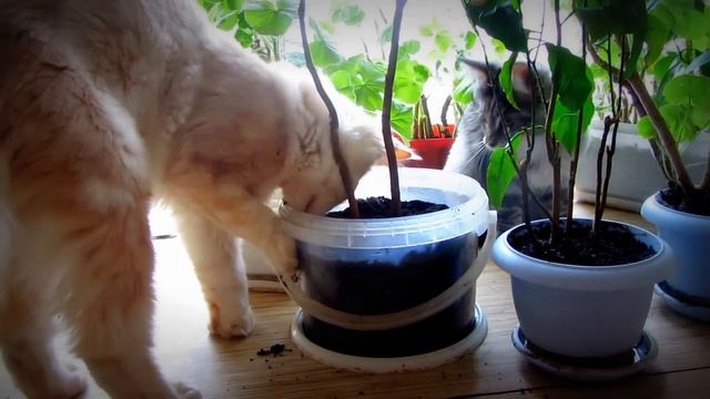 Cat eats ground.Кот ест землю. смотреть онлайн