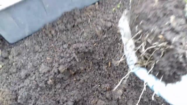 ЭУСТОМА ГОТОВА К ВЫСАДКИ В ОТКРЫТЫЙ ГРУНТ.МОЙ МЕТОД ПОСАДКИ. смотреть онлайн