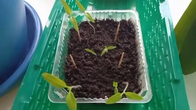 Посылка, томатики🍅 на подоконнике, вкусный чай. смотреть онлайн