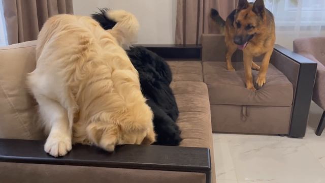How a Golden Retriever and his friends play смотреть онлайн