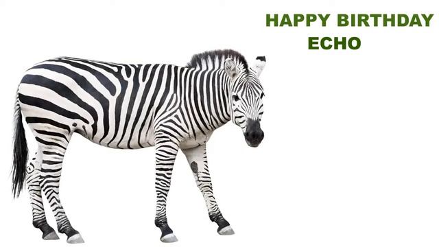 Echo Animals & Animales - Happy Birthday смотреть онлайн