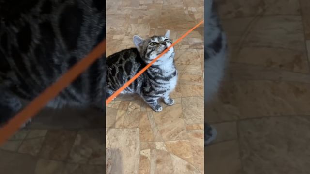 Бенгальские котята серебряного окраса. смотреть онлайн