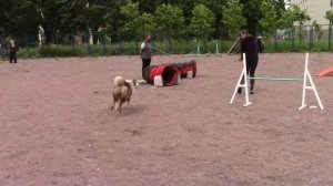 Аусси Фин соревнования по аджилити в красном селе 18.06.16