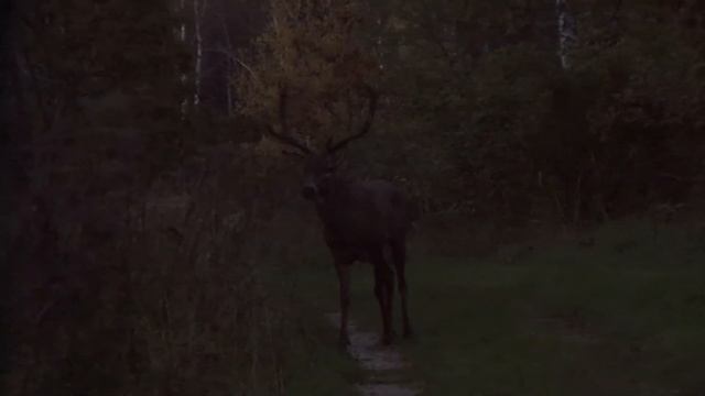 Олень благородный европейский смотреть онлайн