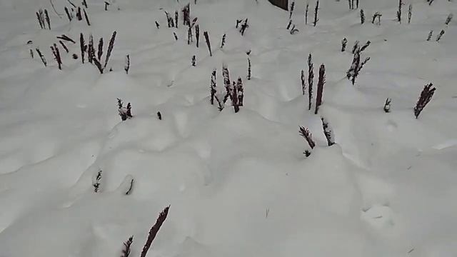 Папоротник Страусник -в ЯНВАРЕ ,также завораживает , как и летом! ! смотреть онлайн