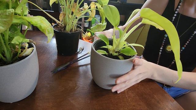 Big Box Store Plant Haul смотреть онлайн