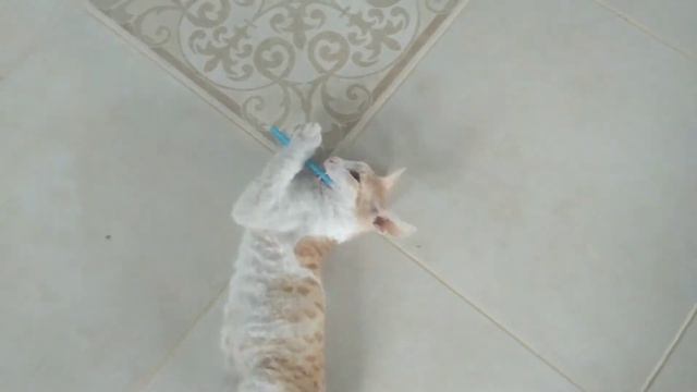 Игра милого котёнка/Сфинкс браш смотреть онлайн