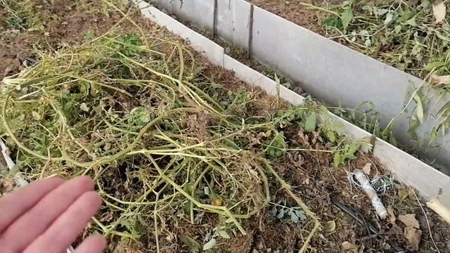 ДЛЯ БОЛЬШОГО УРОЖАЯ ТОЛЬКО ТАК УБИРАЮСЬ В ТЕПЛИЦЕ смотреть онлайн