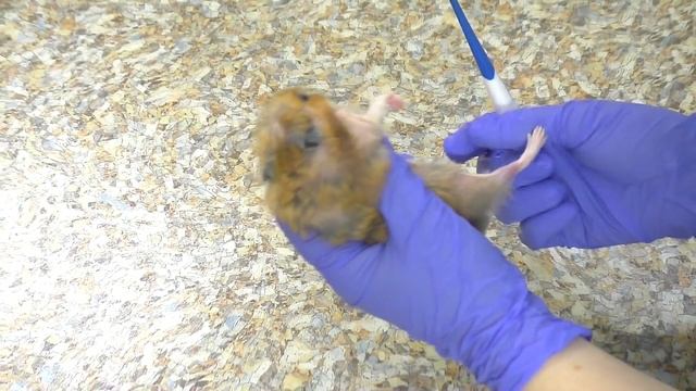 ВЕЗЕМ КРЫСУ И ХОМЯКА К РОТОЛОГУ / ЧТО ЖИВЕТ В ХОМКИ ИЗЮМЧИКЕ / Alisa Easy Pets смотреть онлайн